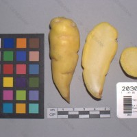 CIP 203051 Tuber