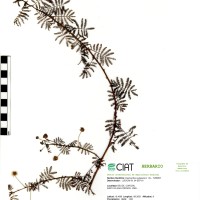 9414 herbarium
