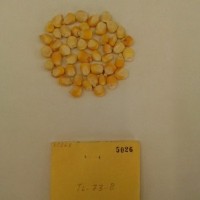 CIMMYTMA 5026 - Reference Inventory.jpg