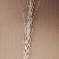 CWI_17945_52594_106_1_c.jpg