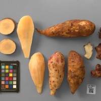 CIP 205017 (root).JPG