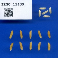 IRGC 13439 Seed Photo