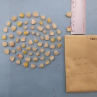 CIMMYTMA 7320 - Reference inventory.jpg