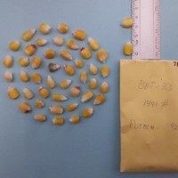 CIMMYTMA 7629 - Reference inventory.jpg