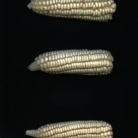 CIMMYTMA 5190 GUAT 127 AF18A-0903-171 E1.jpg