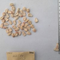 CIMMYTMA 394 - Reference Inventory.jpg