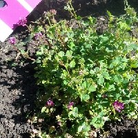 144241(Trifolium rueppellianum2134).jpg