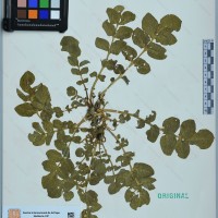 CIP 760585 herbarium