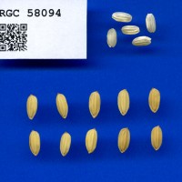 IRGC 58094 Seed Photo
