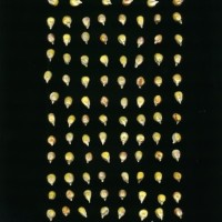 CIMMYTMA 18984 BOZM 1512 TC22U-2903-68 K.jpg