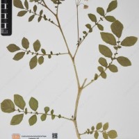 CIP 760001_OCH 37_03.jpg