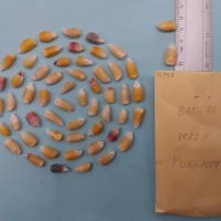 CIMMYTMA 7698 - Reference inventory.jpg