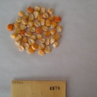 CIMMYTMA 4978 - Reference Inventory.jpg