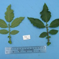 CIP 761037 Leaf