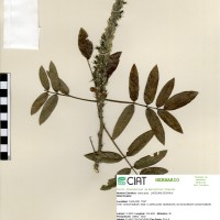 18403 herbarium