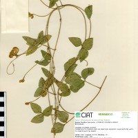 4627 herbarium