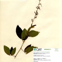 13870 herbarium