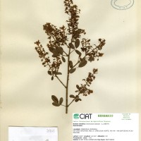 3951 herbarium