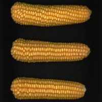 CIMMYTMA 9132 BRAZ 1052 AF18A-0903-8 E.jpg