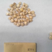 CIMMYTMA 2777 - Reference Inventory.jpg