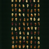 CIMMYTMA 10381 ANC. 392 TC17U-2903-130 K.jpg