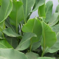 CIP 206011 (plant).jpg