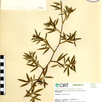 74 herbarium