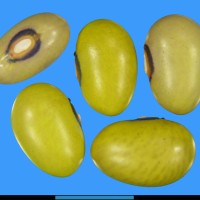 G22567 seed.jpg