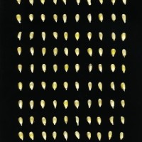 CIMMYTMA 18371 MEXI 167 TC24U-2903-168 K.jpg