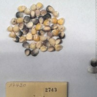 CIMMYTMA 2743 - Reference Inventory.jpg