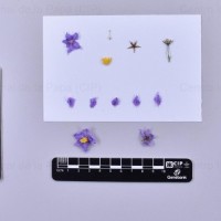 CIP 760026_OCH S68_blg_F(i).jpg