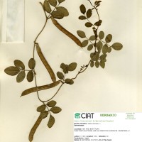 22274 herbarium