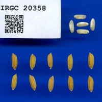 IRGC 20358 Seed Photo