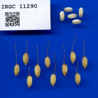 IRGC 11290 Seed Photo