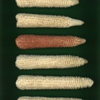 CIMMYTMA 4927 BRAZ 2034 AF22A-0903-90 C_compress.jpg