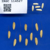 IRGC 114527 Seed Photo
