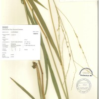 IRGC 100973 Herbarium