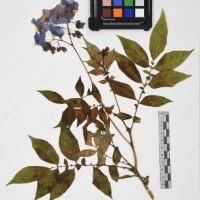 CIP 765709_RPSP 021_02.jpg