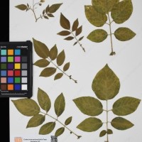 CIP 760304_HHCH 4727_01.jpg