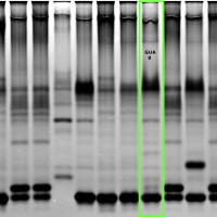 GUA8 gel