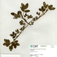 22351 herbarium