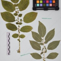 CIP 760019_OCH S59_04.jpg