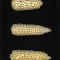 CIMMYTMA 27425 CHIS 839 TC20U 2903 59 E11500 _compress.jpg