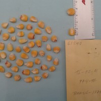 CIMMYTMA 6154 - Reference Inventory.jpg