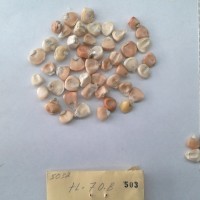 CIMMYTMA 503 - Reference Inventory.jpg