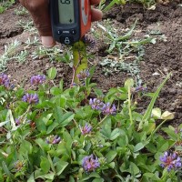 Trifolium decorum_2053 (5).jpg