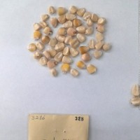 CIMMYTMA 328 - Reference Inventory.jpg