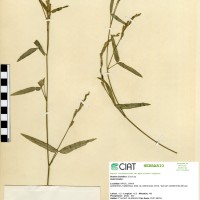 7500 herbarium