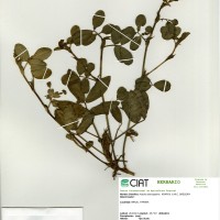 22355 herbarium