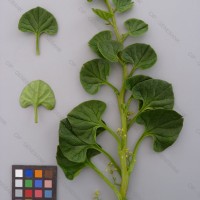 CIP 201024 Herbarium